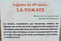 12 - Legume du 19e - La Tomate.jpg
